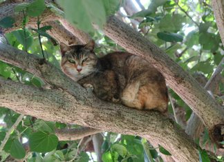 猫も犬もわかってます