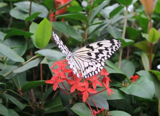 完売のお知らせ